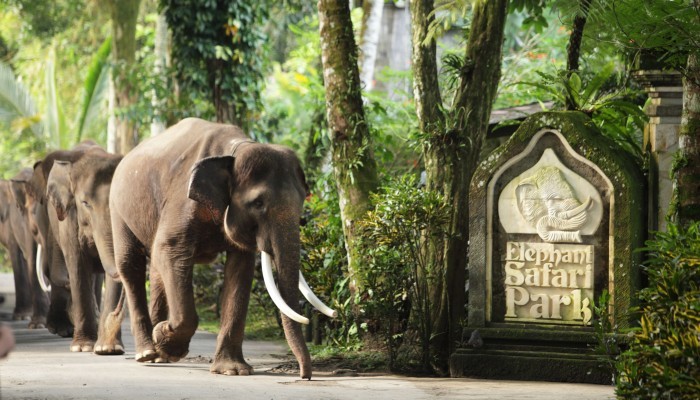 elephant conservation center Thailand 